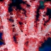 coral_soft_vr_v_0705_png0970.jpg